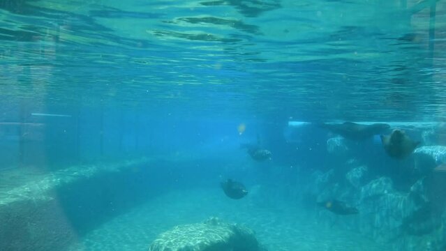California sea lions swimming underwater