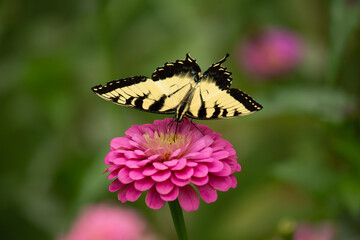 Butterfly on pink flower