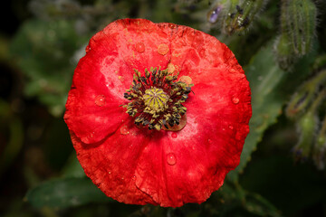 A single red poppy with water droplets