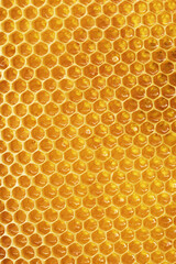 Honey with honeycombs in cells, background of bee frames, shine of honey in the sun.