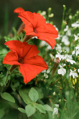 Blooming petunia illuminated by golden sunlight. Details of summer nature. Bright red romantic flowers.