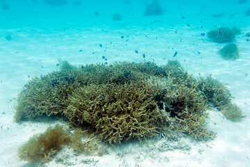 Naklejka na ściany i meble View of coral in lagoon