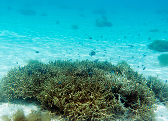 Fototapeta na wymiar View of coral in lagoon