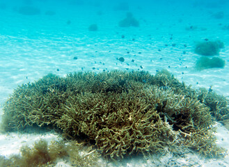 Fototapeta na wymiar View of coral in lagoon