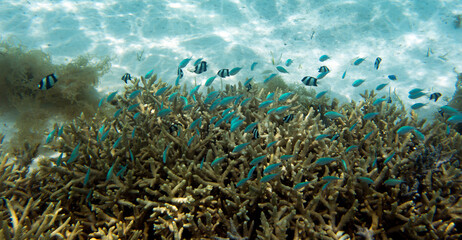 View of  coral in lagoon