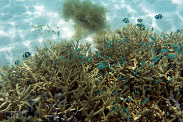 View of  coral in lagoon