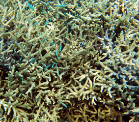 View of  coral in lagoon