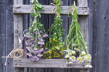 Healing herbs bunches of oregano, celandine and chamomile are hanging to dry on stairs. Herbal...