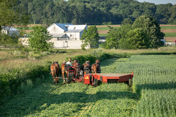 Amish man with his team of 5 horses working his fields in the summer on the farm in Holmes County,...