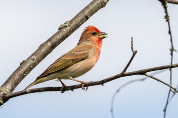Common Rosefinch