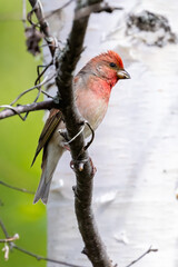 Common Rosefinch