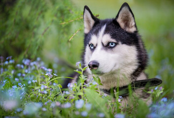 Portrait of a blue-eyed Siberian Husky looking seriously to the side among forget-me-nots.