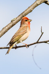 Common Rosefinch