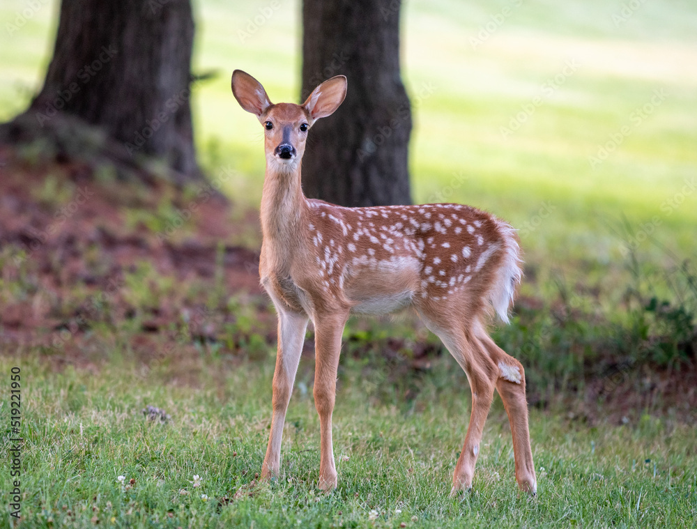 Poster White-tailed deer fawn