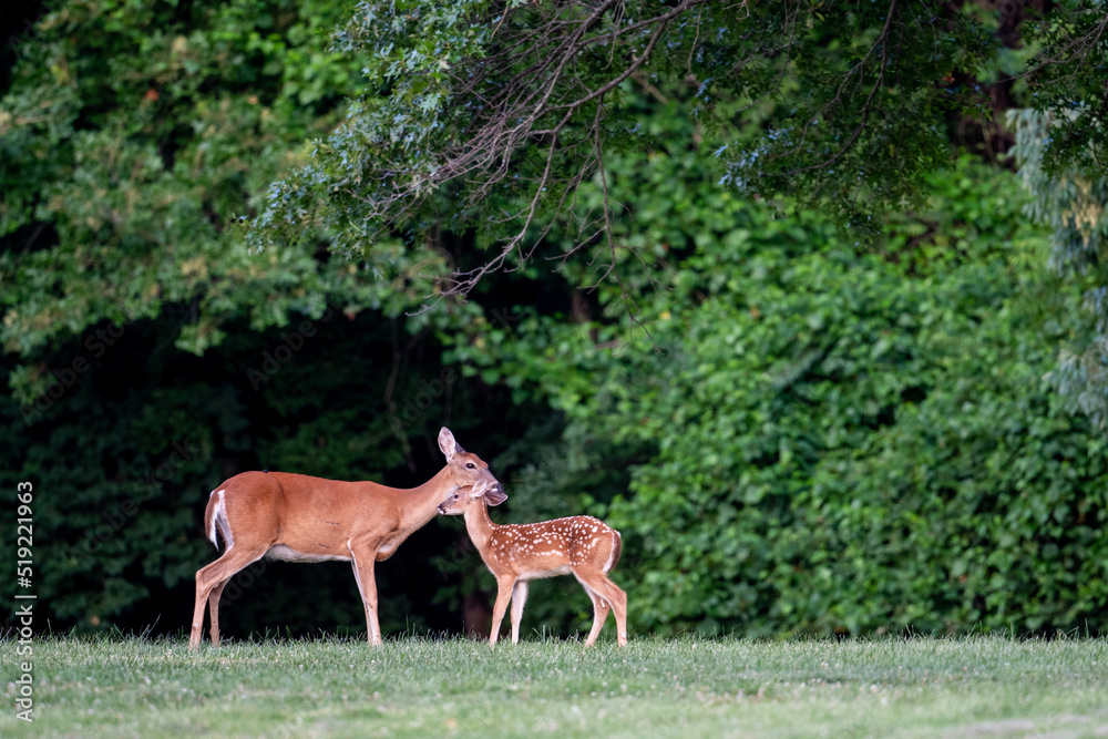 Sticker white-tailed deer fawn and doe