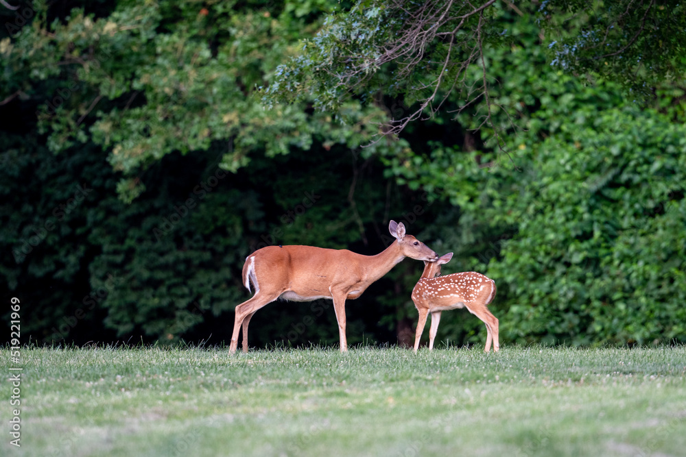 Poster White-tailed deer fawn and doe