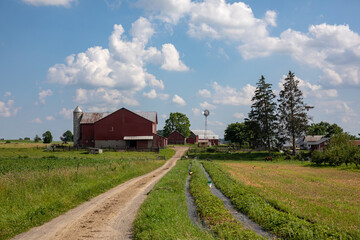 Gravel lane between fields leading to a Swartzentruber Amish farm with a red barn and pine trees on a sunny summer day