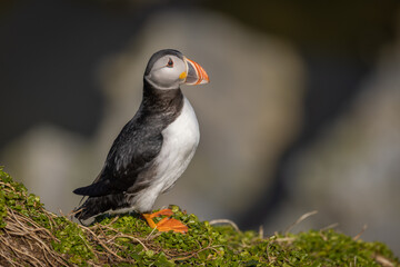Atlantic puffin perched on the island of Hornøya, Norway