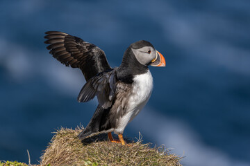 Atlantic puffin perched on the island of Hornøya, Norway
