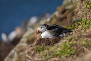 Atlantic puffin breeding on the island of Hornøya, Norway