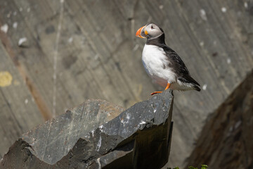 Atlantic puffin perched on the island of Hornøya, Norway