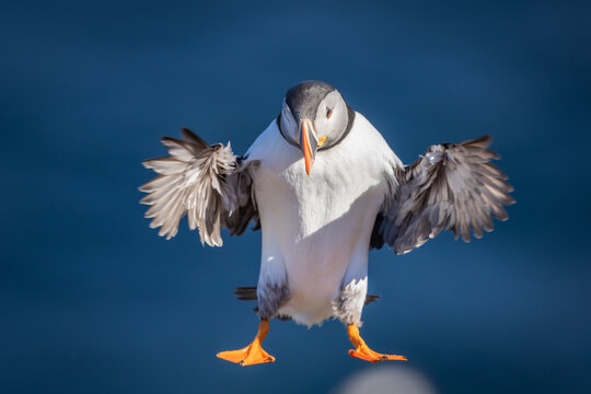 Atlantic puffin landing on nesting grounds at the island of Horn&oslash;ya, Norway