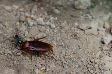 Portrait of a brown cockroach and a green insect together on a ground of earth, stones or rubble.