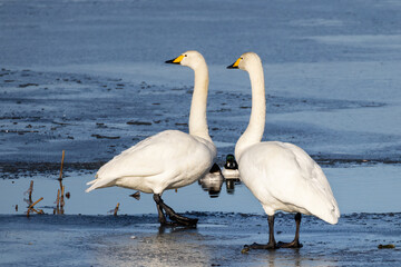 during the spring migration of birds
