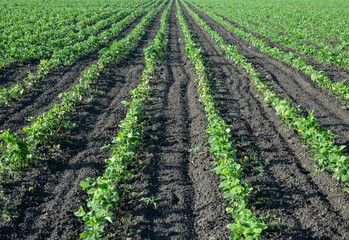 sowing field with green seedlings of plants - obrazy, fototapety, plakaty