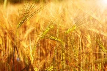 young golden wheat in the field landscape
