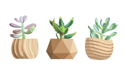 Seeding in pots. Garden plants, succulents for greenhouse. Isolated flowers, greens and cactus vector set.