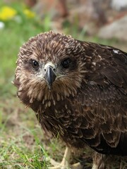 red tailed hawk buteo