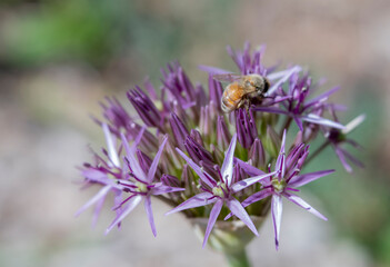 Honey Bee Gathering Pollen on Star-Shaped Little Purple Allium Flowers