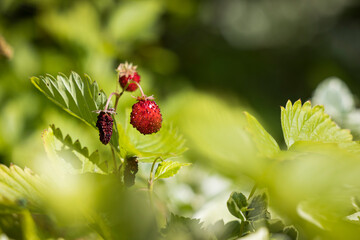 Frucht der Walderdbeere