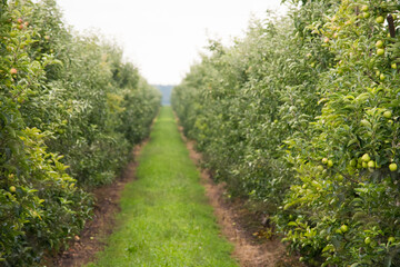 Fototapeta na wymiar Photos of a green orchard with apples