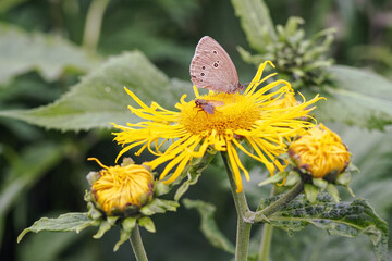 Arnica blossom and a butterfly.