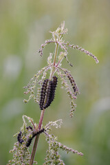 A caterpillar of the nettle butterfly on a nettle.