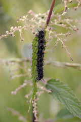 A caterpillar of the peacock eye butterfly on a nettle.