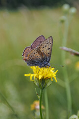 Female bluebell on yellow flower. 