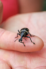 A klihoroh beetle crawling on a woman's finger.