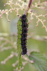 A caterpillar of the peacock eye butterfly on a nettle.