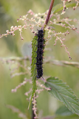 A caterpillar of the peacock eye butterfly on a nettle.