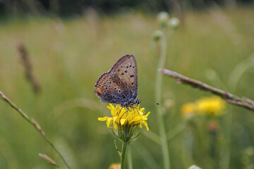Female bluebell on yellow flower. 