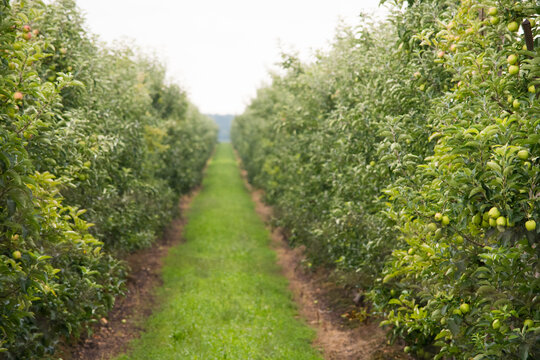 Photos of a green orchard with apples