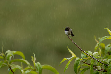Male black-chinned hummingbird perched on a tree branch in the rain