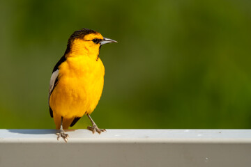 Adult male Bullock's oriole perched on a fence