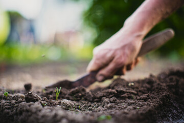 Cultivation of land in the garden with hand tools. Soil loosening. Gardening concept. Agriculture plants growing in bed row