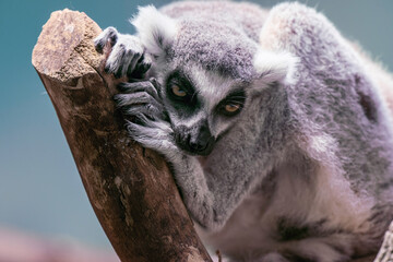 ring-tailed lemur in a dead tree