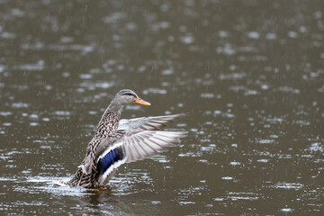 Duck in Pond