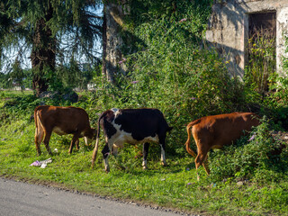 A cow grazes on the outskirts of the city.  Cows are walking along the road. No shepherd.
